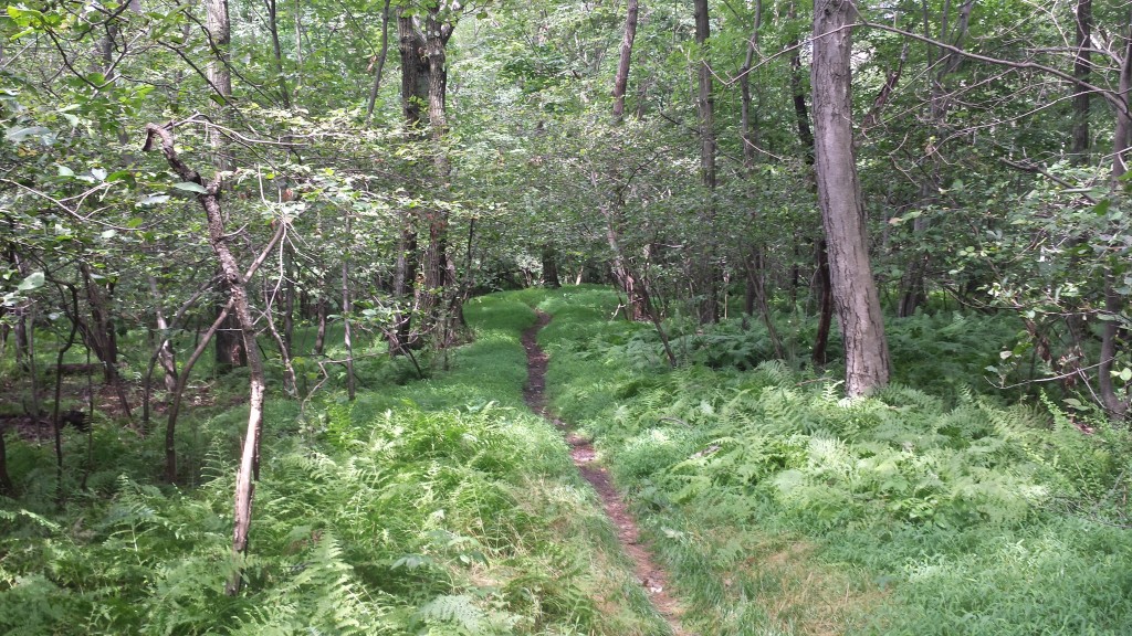 Green trail near Little Gap